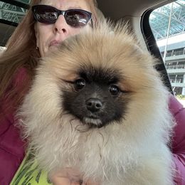 Pomeranian All Grown Up from Poms Of Kolour