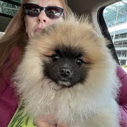 Pomeranian All Grown Up from Poms Of Kolour