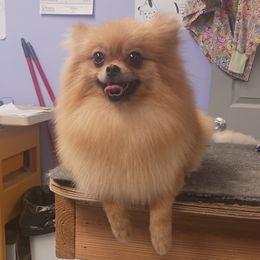 Mocha - Pomeranian
