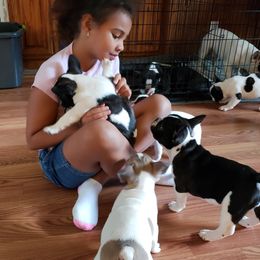 French Bulldog Puppies from Friendly Acres French Bulldogs