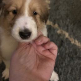 Collie Puppies from Highland Moor Kennel