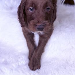 Goldendoodle and Poodle Puppies from Northern Heart Standards