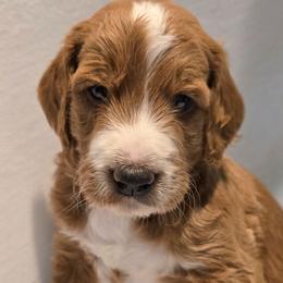 Guinness - Red  male Goldendoodle puppy in Seymour, Tennessee from Lollie's Doodles