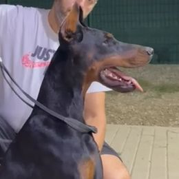 Venus - Doberman Pinscher