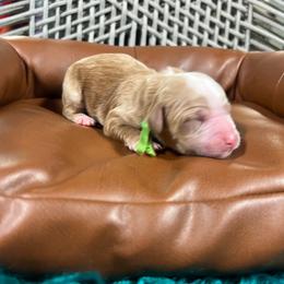 Green - Red  male Goldendoodle puppy in Richmond, Kentucky from The Doting Doodle