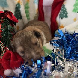 Rocky - Sable and white male Shetland Sheepdog puppy in Kerville, Texas from Cedar Hill Kennels