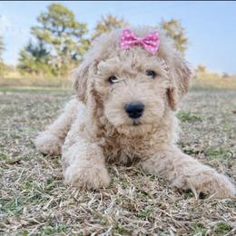 Sweet Pea - Apricot female Goldendoodle puppy in Social Circle, Georgia from Poppiedoodle Farms