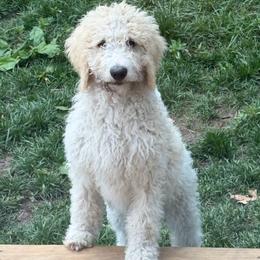 Sasha - Red female Bernedoodle puppy in Chilmark, Massachusetts from Martha’s Vineyard Bernedoodles