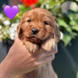 Purple - Dark golden female Golden Retriever puppy in Calistoga, California from Willow’s AKC Golden Retrievers