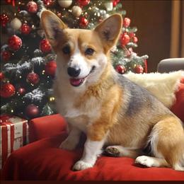 Pearl - Sable female Pembroke Welsh Corgi puppy in Centre, Alabama from Walker's AKC Corgis