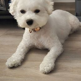 Petunia - Bichon Frise