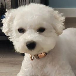 Petunia - Bichon Frise