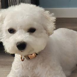 Petunia - Bichon Frise