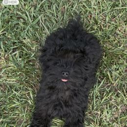 TINY CP2 green - Black male Schnoodle puppy in Benson, North Carolina from A Bundle of Love