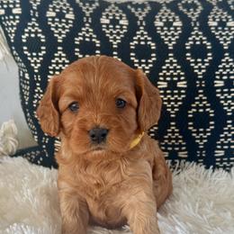 Fern - Red female Cavapoo puppy in Malad City, Idaho from FreckledCowgirlPuppies