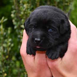 Girl 1 - Black female Labrador Retriever puppy in North Wilkesboro, North Carolina from Sunset Ridge Labs
