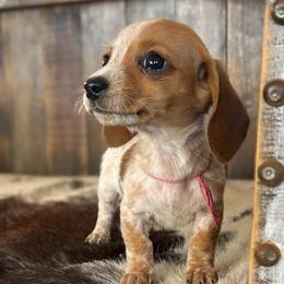Filly - Red female Dachshund puppy in Marvell, Arkansas from Hat Creek Kennel