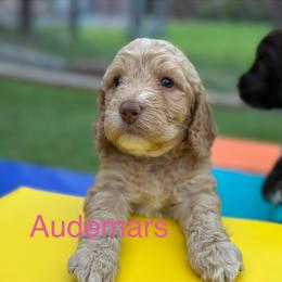 Audemars - Caramel cream female Australian Labradoodle puppy in Alamo, Texas from QuiSal Labradoodles