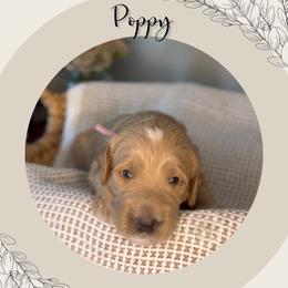 Poppy - Apricot female Goldendoodle puppy in Asheboro, North Carolina from Magnolia Farm Doodles