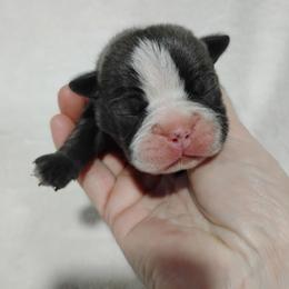 Eddie - Blue male Boston Terrier puppy in Catawba, North Carolina from Lil Wiggles Boston Terriers