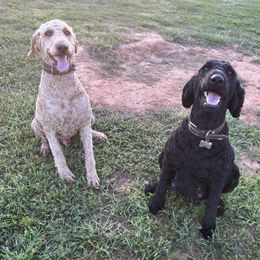 Goldendoodles from Lone Star Doods
