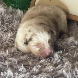 Gil - Red merle male Miniature Australian Shepherd puppy in California from Eagle River Aussies