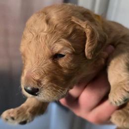 Toffee - Apricot male Double Doodle puppy in Oceanside, California from Strong Mountain Doodles
