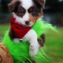 Victoria - Red merle female Miniature American Shepherd puppy in Battle Ground, Washington from Casita Miniature American Shepherds