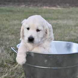 Golden Retriever Puppies from Lightning Oak Acres