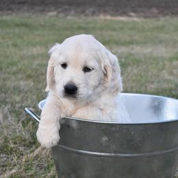 Golden Retriever Puppies from Lightning Oak Acres
