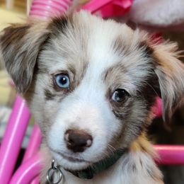 Miniature Australian Shepherds and Toy Australian Shepherds from Rocky Hill Aussies