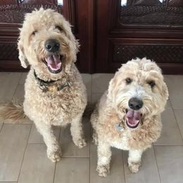 Bernedoodle, Goldendoodle, and Sheepadoodle All Grown Up from Lindy’s Doodles