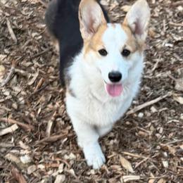 Peep - Pembroke Welsh Corgi