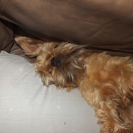 Duchess - Brussels Griffon