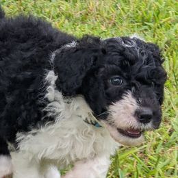 Sheepadoodles from Meyer Puppies