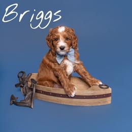 Australian Labradoodle Puppies from Swinging Gate Labradoodles
