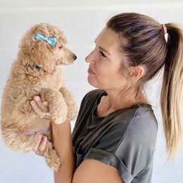Bernedoodle, Goldendoodle, and Poodle Puppies from Central Valley Canine Companions