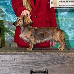 Lucy - Dachshund