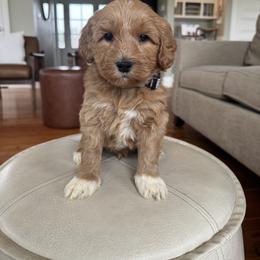 Puppy 1 - Apricot male Australian Labradoodle puppy in Ferndale, Washington from Annie's Doodles