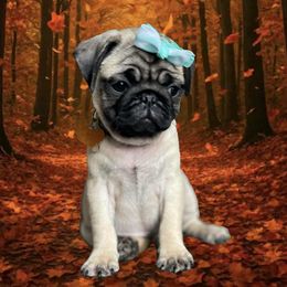 Pug Puppies from Lisa's Pugalicious Pugs