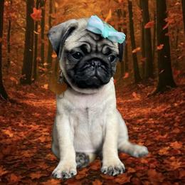 Pug Puppies from Lisa's Pugalicious Pugs