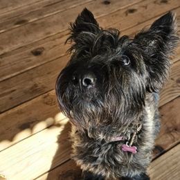 Scottish Terriers from Hometown Scotties