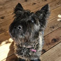 Scottish Terriers from Hometown Scotties