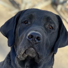 Labrador Retrievers from AM Labradors