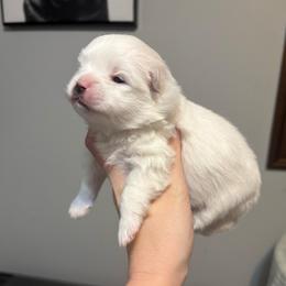 Male baby - White male Pomeranian puppy in Rhode Island from Heartfelt Kennels