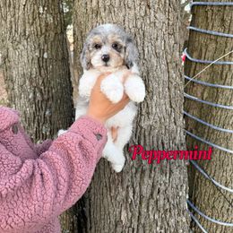 Peppermint - Blue merle female Bernedoodle puppy in Mount Vernon, Missouri from PoodlelyDoodlely