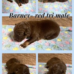 Barney - Red tri-color Australian Shepherd puppy in Asheboro, North Carolina from Stellar Aussies