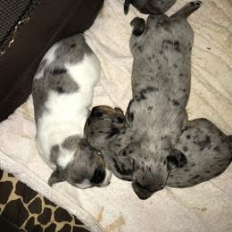 Dachshund Puppies from Hursh’s Hounds