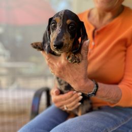 Grayson - Dapple male Dachshund puppy in Hamburg, New York from Desjardin’s Poodles & Dachshunds