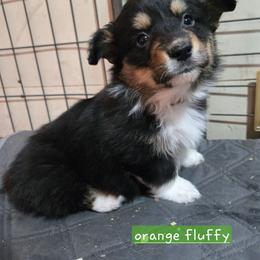 Orange collar fluffy - Black and tan male Pembroke Welsh Corgi puppy in Necedah, Wisconsin from The 6Ks Paws and Hobbies